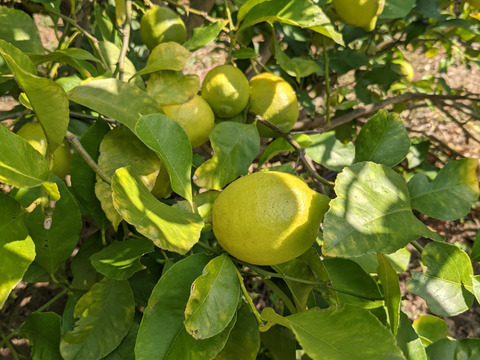 【栽培期間農薬不使用】大崎上島産グリーンレモン２kg