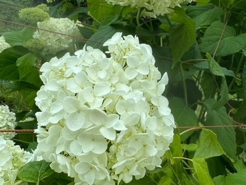 【癒しのお花】アナベル　5本　(30〜50cm)