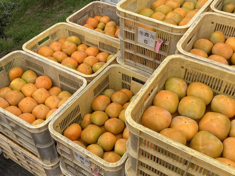 柿　ひらたねなし柿【家庭用】約5キロ〔20個ぐらい〕