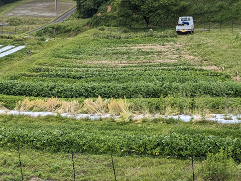 食卓に彩りを！ホテルで使われている赤芯大根（もみじスティック）
