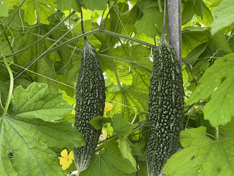 南の島のゴーヤ1kg