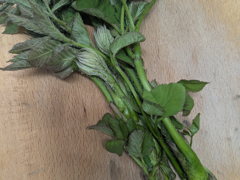 ウド　山うど　天然　山菜　約５００−６００ｇ程度　サイズバラバラ