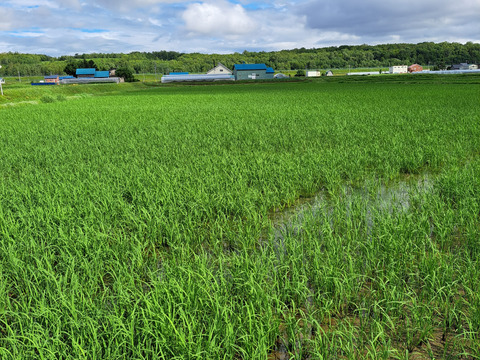 R7年産 北海道鷹栖町産 ななつぼし（精米5kg）
寒暖差が育む旨み【すずき農園】