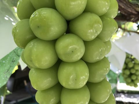パリッと新鮮☆シャインマスカット3房約1.8-2.0kg【冷蔵便】《大箱