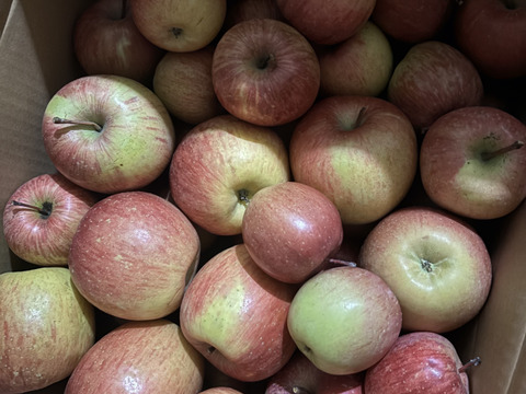 スムージーやお菓子作りにたっぷり10kg🍎加工用りんご 農薬50%減・化学肥料不使用✨青森県特別栽培認証