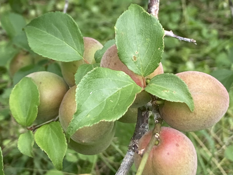 晴れ好き⭐️　岡山県産　南高梅　3キロ 完熟 ”紀州・和歌山産 南高梅” 秀品 3Lサイズ 約1kg《10キロ購入