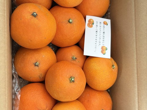 プルプルジューシー！！まどんな(訳あり) 3キロ