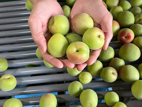 【南高梅・梅郷】自然栽培 農薬・化学肥料不使用の青梅！サイズ混合2kg