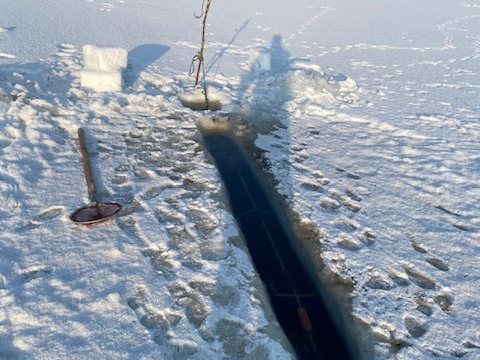 【北海道冬の味覚】干し氷下魚(コマイ)　500ｇ(250ｇ×2個入り)