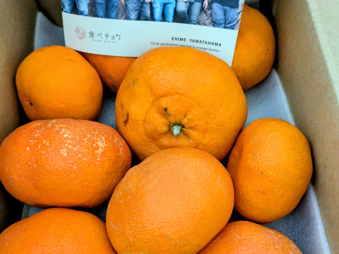 値下げ 甘平2kg ×2箱訳あり家庭用【希少品種】とろける甘さ！