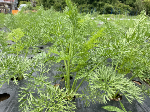 はぴぱら産の甘い葉付きにんじん🥕(1kg)