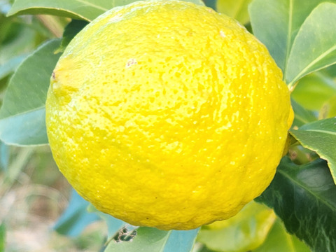 初なり❗種なしレモン娘(5個)