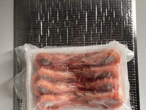 ✨ブランド認定 ふくい甘えび　子持ち✨網元直送！ふく福甘えび[真空冷凍]300g　1パック（お試し用）