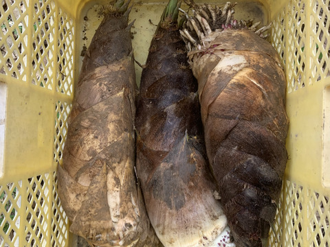 【和歌山産】天然たけのこ 孟宗筍 2.5kg以上 朝採り 当日発送 翌日お届け 肥料・農薬不使用