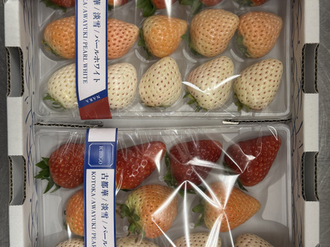 【いちご食べ比べ】3色いちご・特選セット　250g×２P
