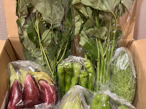＼シャキうま！／南房総の旬野菜セット！セレクトおまかせ【8品目】