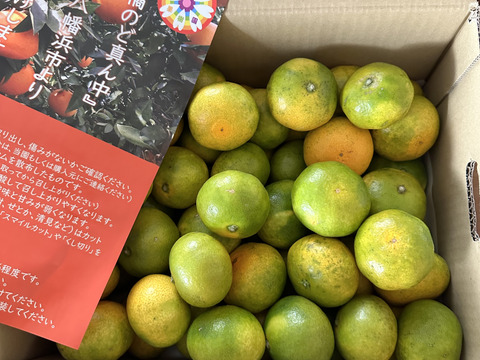 《予約割引》【家庭用】極早生みかん5.5kg(小玉サイズ) 採れたて新鮮！甘酸っぱい青みかん♡