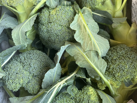 赤城の寒締めブロッコリー！６コ入り(約1.9kg）※化学農薬不使用