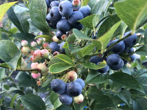 【生食用】完熟！　盛夏の恵みラビットアイ系ブルーベリー（250g×2 パック）【栽培期間中農薬不使用】