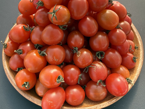 訳ありミニトマト1kg｜キズあり家庭用｜福島県大熊町産｜サンゴ砂礫農法