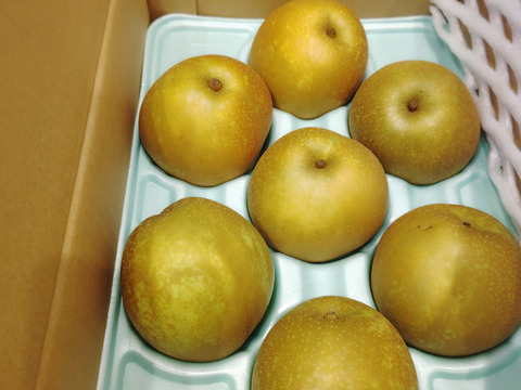 梨新品種「甘太」糖度約１４度３ｋｇ