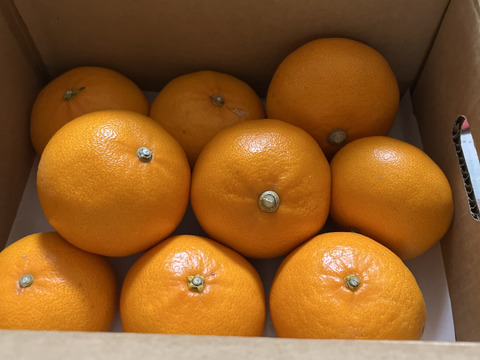 《豊作割引》【家庭用】せとか 2kg トロ～リ食感！柑橘の大トロ♡高級柑橘♫愛媛みかん！！