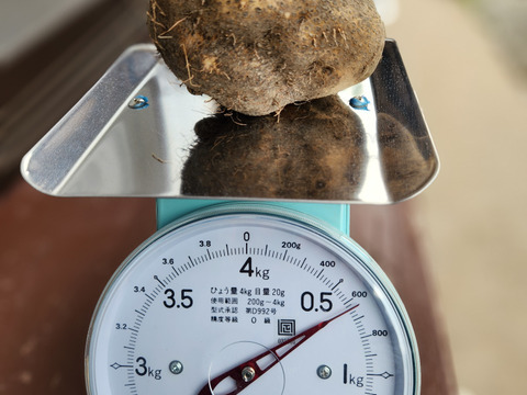 【特産】山の芋 約1kg 兵庫県六甲山麓有馬の美しい大地から産地直送