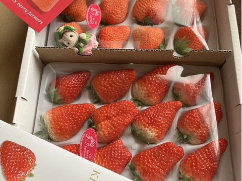 希少いちご食べ比べセット【希少品種　桃薫＆静岡ブランドいちご きらぴ香】大粒いちご　各1パック　贈答用 ブランドいちご イチゴ 苺 ギフト スイーツ 果物 プレゼント 贈り物 お礼品 誕生日