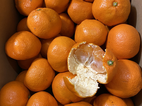 【サイズ規格外】熟成完熟温州みかん、愛情たっぷり育てすぎ、大きくなりすぎてしまいました。サイズは３Ｌ、４Ｌ　だいぶ大きいです。
8k入っています。たくさんお召し上がりいただけます。