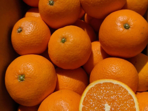 農家直送！きよみオレンジ10kg≪小玉≫  【平武農園】〜蛍飛ぶ町から旬の便り〜　和歌山｜有田｜田口｜ギフト