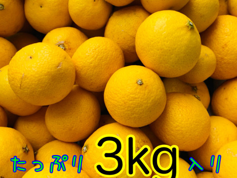 爽やかな香り〜♪ 黄金柑（ゴールデンオレンジ）たっぷりお得な3kg