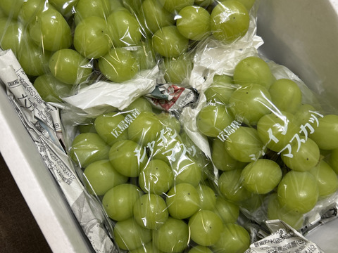 【カナダ人農園主の真心を込めた】シャインマスカット約２ｋｇ（ご家庭用）