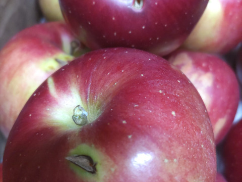 秋田から　つがる5キロご家庭用20～18玉　食べきりサイズ