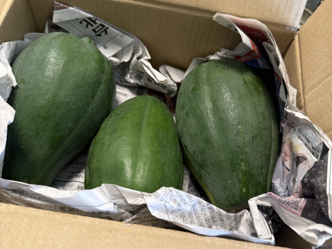 【期間限定】酵素たっぷりヘルシー　青パパイヤ1.5ｋｇ　(2～3個）