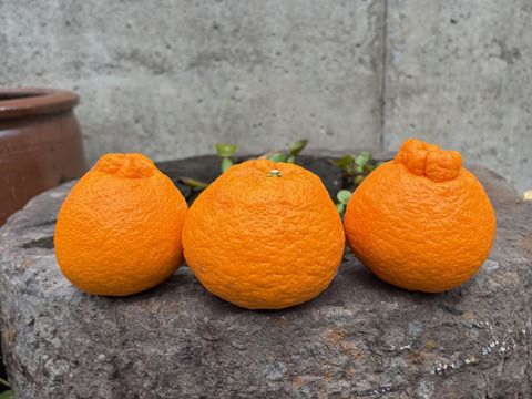 完熟★樹上熟成不知火　愛媛県産　家庭用5キロ
