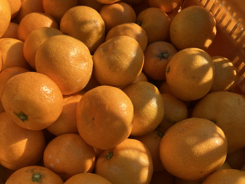 有田みかん【10kg（箱込）・ご家庭用】