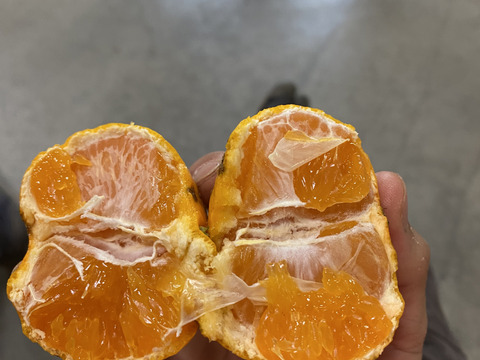 【大特価】加工用みかん　10キロ