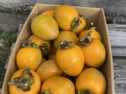 後１つ用意できました！！希少品種“西条柿“ ２キロ７個入り