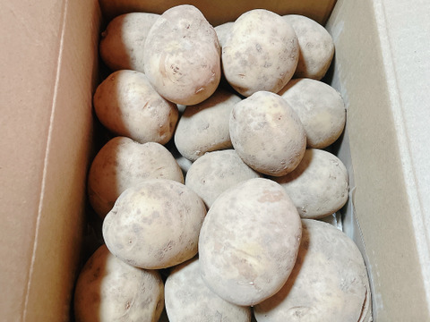 《規格外》品種：普賢丸（ふげんまる）２KG  五島列島産 自然農業での栽培