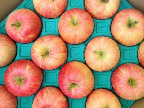 100ケース　樹上完熟　早生ふじ　やたか　ご家庭用　約5キロ