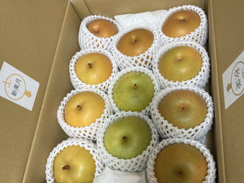 美味しい梨！ わくわく複数品種詰め合わせ 約3kg