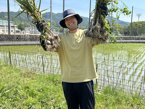 【農薬化学肥料不使用】ホクッとにんにくとても甘い！500g7個~10個