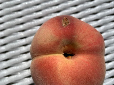 あかつき　桃　家庭用訳あり約5キロ22-28玉入　食べきりサイズがちょうどいい！