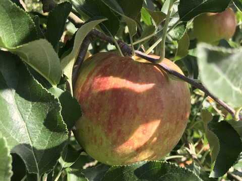 【数量限定】販売再開　葉とらず　千秋　4.5kg