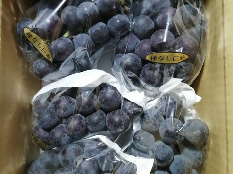 ✨🍇今が旬の露地栽培巨峰✤種有無混🍇✨
　　　巨峰４〜５房/中サイズ約1.7kg位