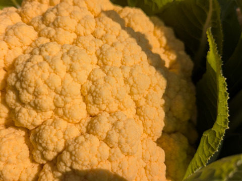 ❄️☃️冬の野菜セット☃️❄️