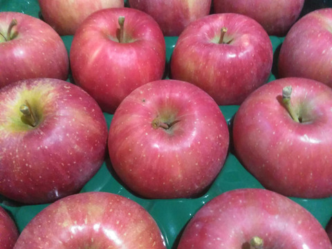 予約規格外早生ふじ5キロ