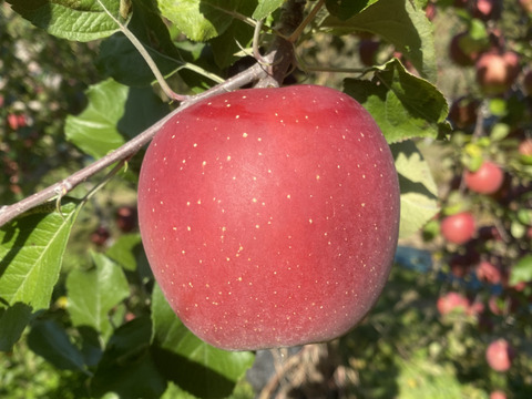 サンふじ　信州産　中玉・大玉　約5kg