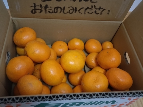 有田みかん混合3kg