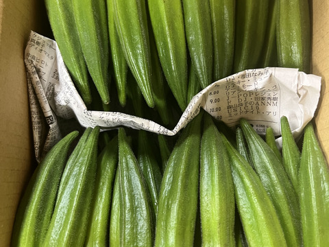 オクラ♪サイズがランダム♪暑さに負けない‼️『オクラ』今川農園おすすめ美味しいオクラ